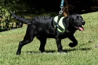 Lexie, a female Labrador Retriever for sale in Bowersville, GA – 2 of 10