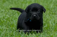 Ethan, a male Labrador Retriever for sale in Bowersville, GA – 2 of 5
