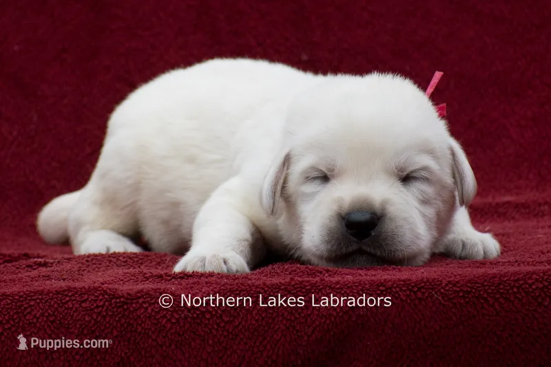 Mason – Labrador Retriever puppy for sale in Bowersville, GA