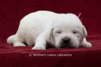 Mason, a male Labrador Retriever for sale in Bowersville, GA – 1 of 5