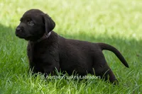 Eloise, a female Labrador Retriever for sale in Bowersville, GA – 3 of 8