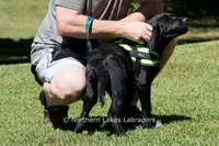 Lexie, a female Labrador Retriever for sale in Bowersville, GA – 3 of 10