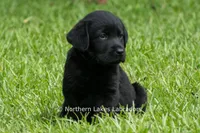 Edward, a male Labrador Retriever for sale in Bowersville, GA – 5 of 10
