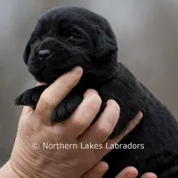 Princess, a female Labrador Retriever for sale in Bowersville, GA – Photo 1 of 10
