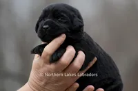 Princess, a female Labrador Retriever for sale in Bowersville, GA – Photo 1 of 10