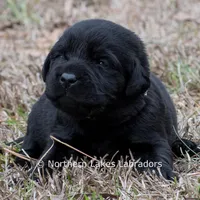 Princess, a female Labrador Retriever for sale in Bowersville, GA – Photo 10 of 10