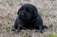 Princess, a female Labrador Retriever for sale in Bowersville, GA – Photo 10 of 10