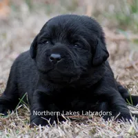 Princess, a female Labrador Retriever for sale in Bowersville, GA – Photo 6 of 10