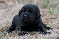 Princess, a female Labrador Retriever for sale in Bowersville, GA – Photo 6 of 10
