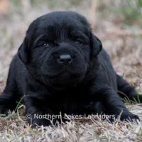Princess, a female Labrador Retriever for sale in Bowersville, GA – Photo 7 of 10