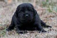 Princess, a female Labrador Retriever for sale in Bowersville, GA – Photo 7 of 10
