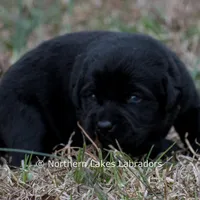 Princess, a female Labrador Retriever for sale in Bowersville, GA – Photo 4 of 10