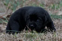 Princess, a female Labrador Retriever for sale in Bowersville, GA – Photo 4 of 10