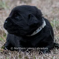 Princess, a female Labrador Retriever for sale in Bowersville, GA – Photo 9 of 10