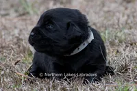 Princess, a female Labrador Retriever for sale in Bowersville, GA – Photo 9 of 10