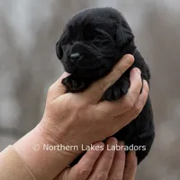 Princess, a female Labrador Retriever for sale in Bowersville, GA – Photo 2 of 10