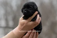 Princess, a female Labrador Retriever for sale in Bowersville, GA – Photo 2 of 10