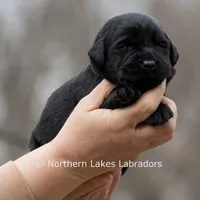 Princess, a female Labrador Retriever for sale in Bowersville, GA – Photo 3 of 10