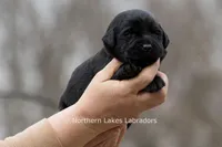 Princess, a female Labrador Retriever for sale in Bowersville, GA – Photo 3 of 10
