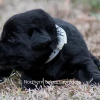 Princess, a female Labrador Retriever for sale in Bowersville, GA – Photo 5 of 10