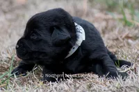 Princess, a female Labrador Retriever for sale in Bowersville, GA – Photo 5 of 10