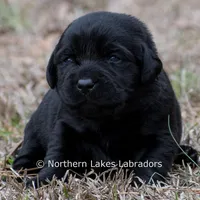 Princess, a female Labrador Retriever for sale in Bowersville, GA – Photo 8 of 10