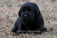 Princess, a female Labrador Retriever for sale in Bowersville, GA – Photo 8 of 10
