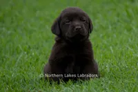 Ezra, a male Labrador Retriever for sale in Bowersville, GA – 5 of 7