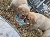 processed/4dbf1fb5-0dfe-4228-93f4-cfac9f049294/listing/cebb92ce-61e3-4e04-9c03-389f52886a48/194bd8f0-5bdb-4d54-bf00-7d42c9093337