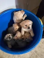 processed/4dbf1fb5-0dfe-4228-93f4-cfac9f049294/listing/cebb92ce-61e3-4e04-9c03-389f52886a48/721fb570-b6f3-49fc-9cae-b41a8fa485f3