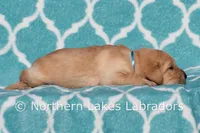 Fred, a male Labrador Retriever for sale in Bowersville, GA – Photo 2 of 6