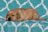 Fred, a male Labrador Retriever for sale in Bowersville, GA – Photo 6 of 6