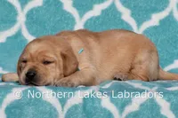 Fred, a male Labrador Retriever for sale in Bowersville, GA – Photo 5 of 6