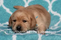 Fred, a male Labrador Retriever for sale in Bowersville, GA – Photo 3 of 6