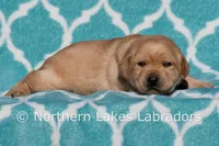 Fred, a male Labrador Retriever for sale in Bowersville, GA – Photo 1 of 6