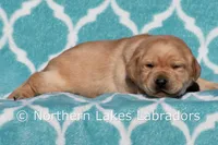 Fred, a male Labrador Retriever for sale in Bowersville, GA – Photo 4 of 6