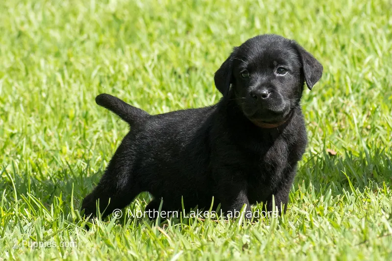 Ethan – Labrador Retriever puppy for sale in Bowersville, GA