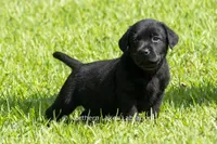Ethan, a male Labrador Retriever for sale in Bowersville, GA – 7 of 9