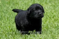Edward, a male Labrador Retriever for sale in Bowersville, GA – 2 of 5