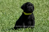 Pearl, a female Labrador Retriever for sale in Bowersville, GA – 5 of 6