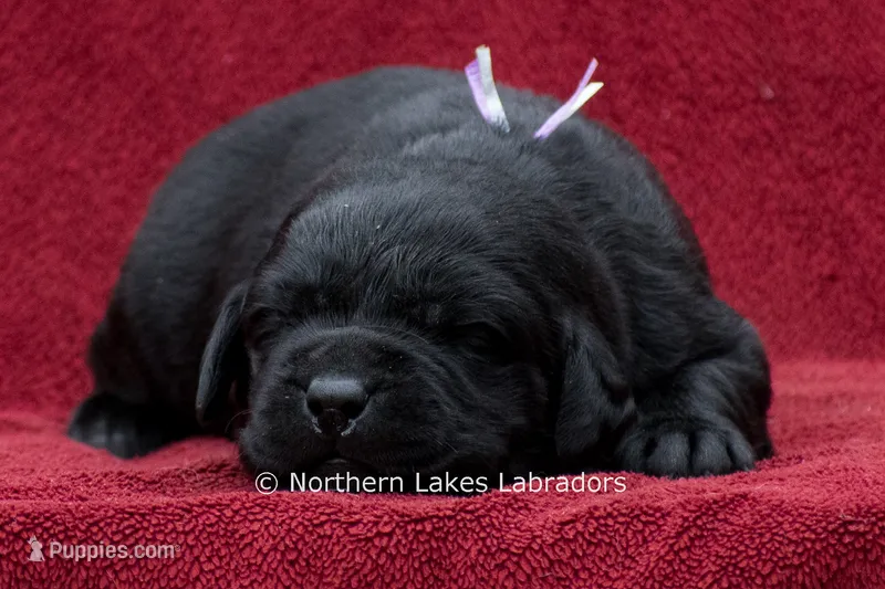 Noble – Labrador Retriever puppy for sale in Bowersville, GA