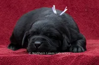 Noble, a female Labrador Retriever for sale in Bowersville, GA – 1 of 5
