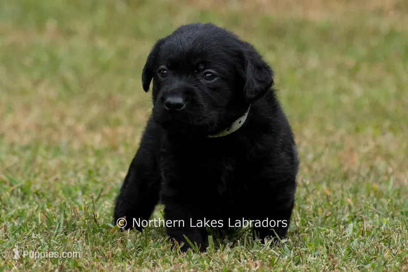 Nellie – Labrador Retriever puppy for sale in Bowersville, GA