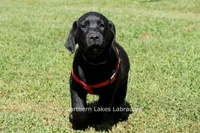 Ethan, a male Labrador Retriever for sale in Bowersville, GA – 4 of 9