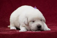 Meredith, a female Labrador Retriever for sale in Bowersville, GA – 2 of 4