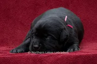 Nico, a male Labrador Retriever for sale in Bowersville, GA – 2 of 5