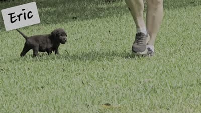 Eric, a male Labrador Retriever for sale in Bowersville, GA – 2 of 7