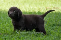 Elijah, a male Labrador Retriever for sale in Bowersville, GA – 8 of 8