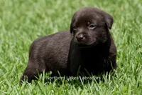 Ellie, a female Labrador Retriever for sale in Bowersville, GA – 2 of 4