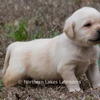 Kobe, a male Labrador Retriever for sale in Bowersville, GA – Photo 6 of 8